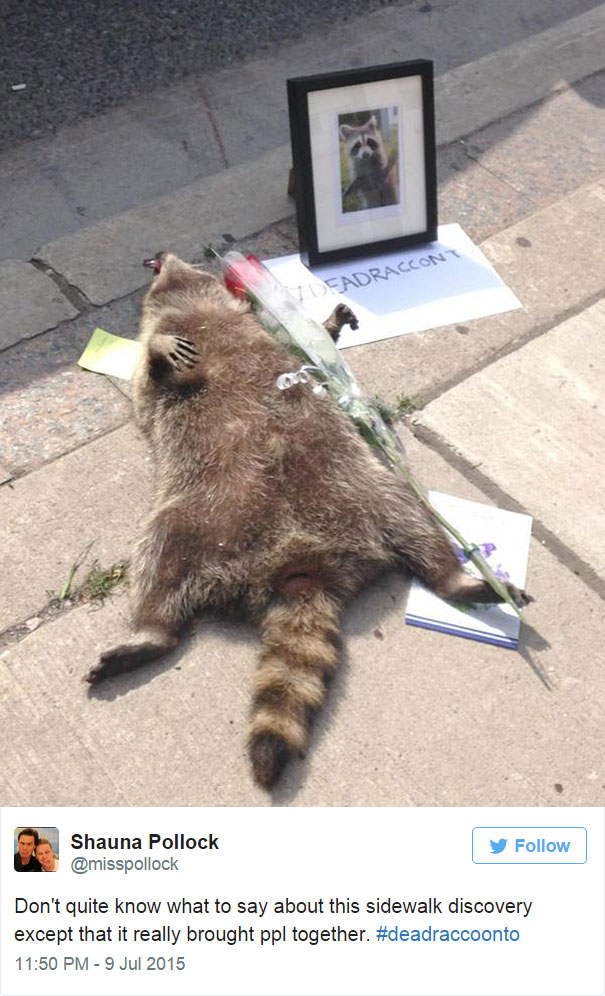dead-raccoon-memorial-shrine-mourning-deadraccoonto-toronto-4 dead-raccoon-memorial-shrine-mourning-deadraccoonto-toronto-4