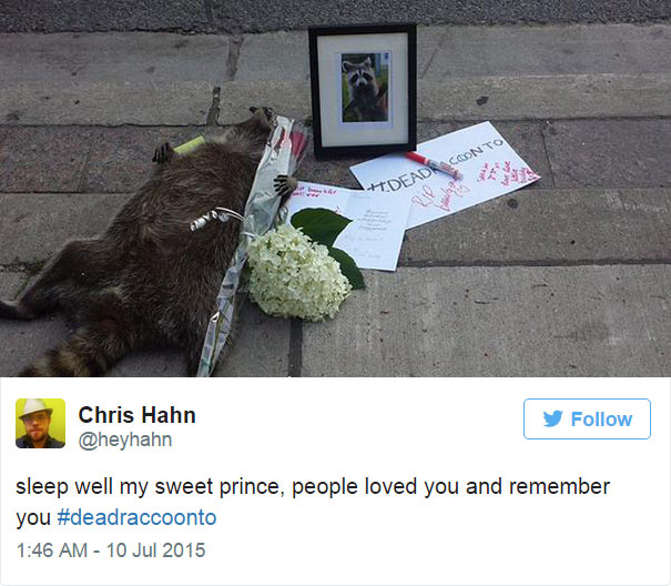dead-raccoon-memorial-shrine-mourning-deadraccoonto-toronto-5 dead-raccoon-memorial-shrine-mourning-deadraccoonto-toronto-5