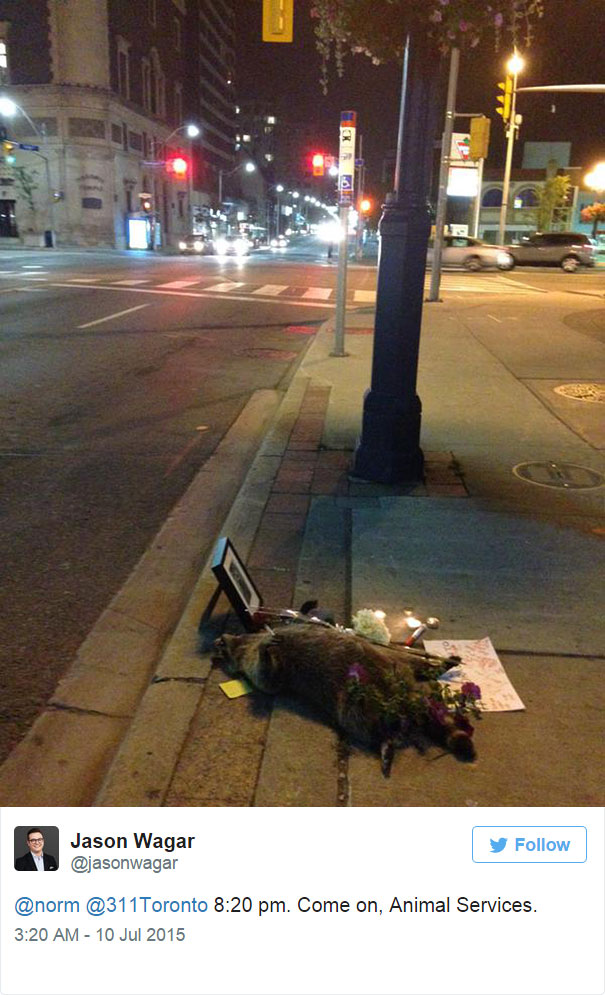 dead-raccoon-memorial-shrine-mourning-deadraccoonto-toronto-7 dead-raccoon-memorial-shrine-mourning-deadraccoonto-toronto-7