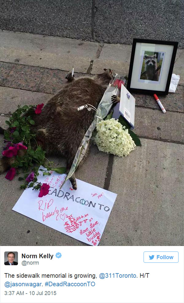 dead-raccoon-memorial-shrine-mourning-deadraccoonto-toronto-8 dead-raccoon-memorial-shrine-mourning-deadraccoonto-toronto-8
