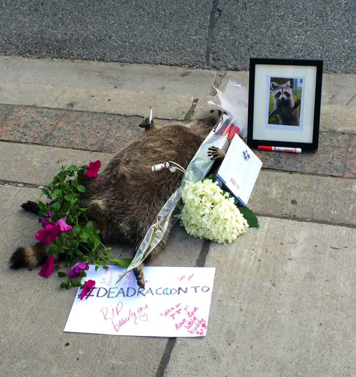 People In Toronto Made Memorial For Dead Raccoon After City Forgot To Pick It Up For 12 Hrs
