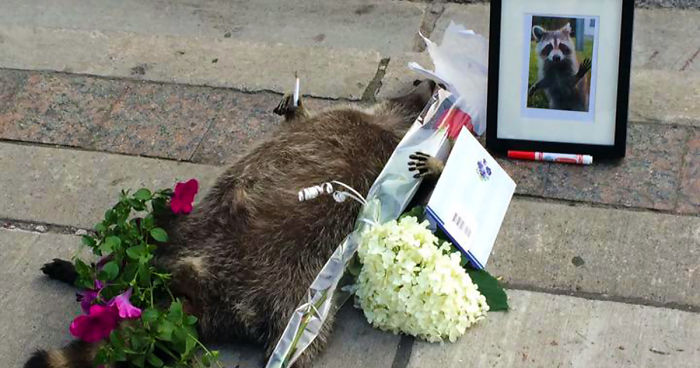 People In Toronto Made Memorial For Dead Raccoon After City Forgot To Pick It Up For 12 Hrs