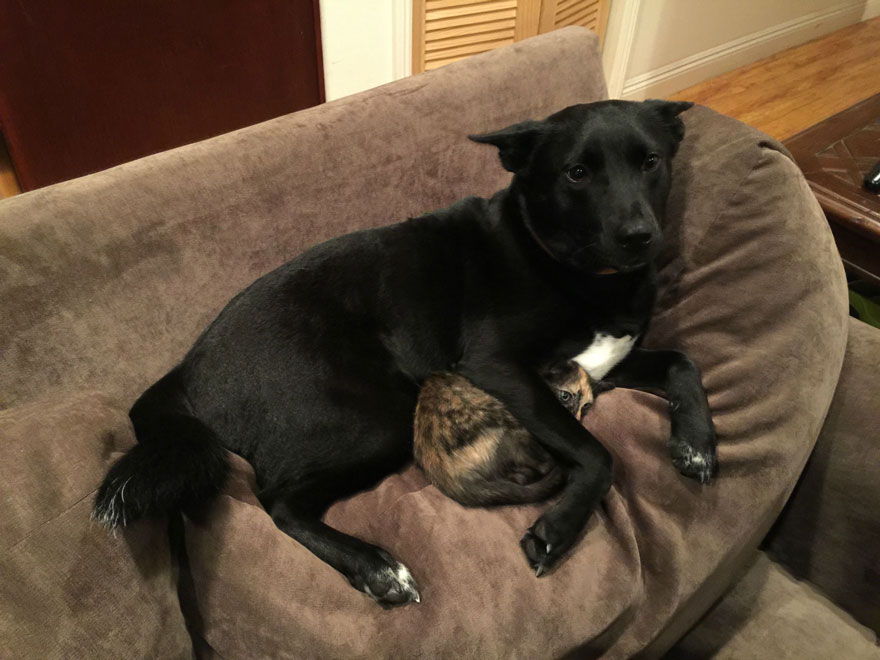 dog-protecting-cat-internet-meme-1