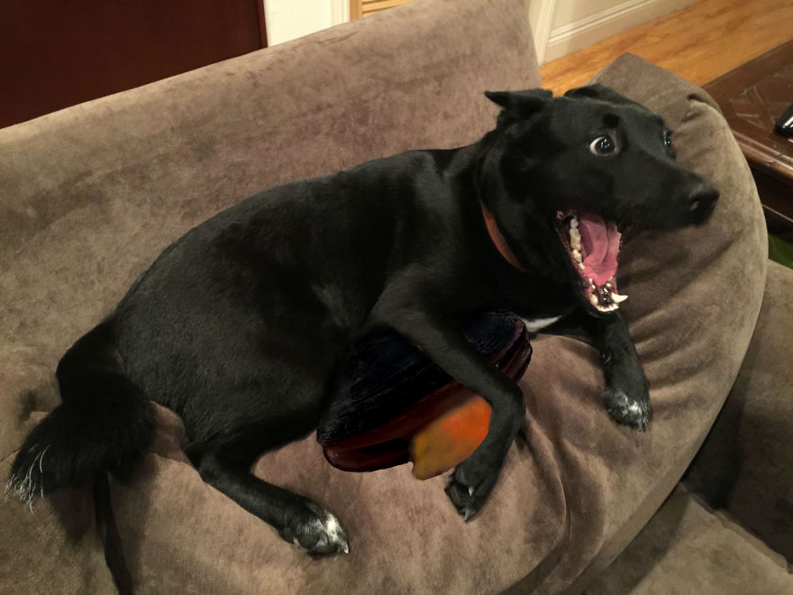 This Overly Protective Dog Protecting A Clam While Being Licked By The Clam During A Lightningstorm!