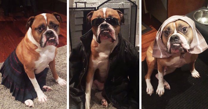 Family Hired A Dog Sitter, These Were The Updates They Received