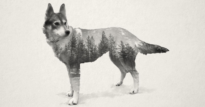 Living With 70 Dogs For A Month Inspired Me To Create These Portraits