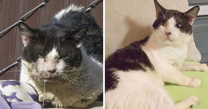 I Raised Money To Save A Stray Cat’s Life