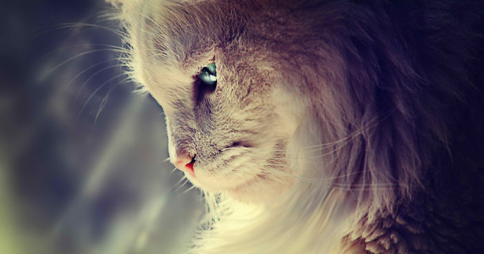 After Losing My Son At Birth This Deaf Kitten Saved Me