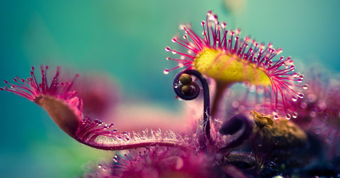 My Macro Photos Of Alien-like Carnivorous Plants Called Drosera