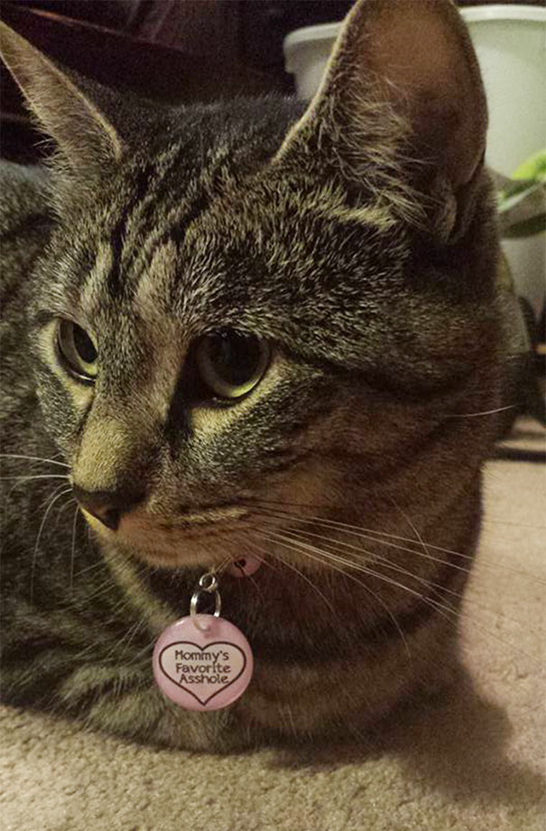 Mommy's Favorite Asshole