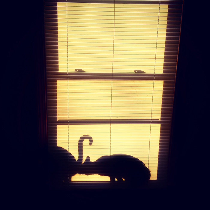The Cats Decided To Pose For An Artsy-fartsy Picture This Morning