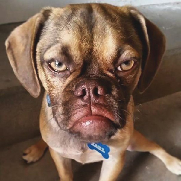 grumpy-dog-earl-puggle-meme-17 grumpy-dog-earl-puggle-meme-17