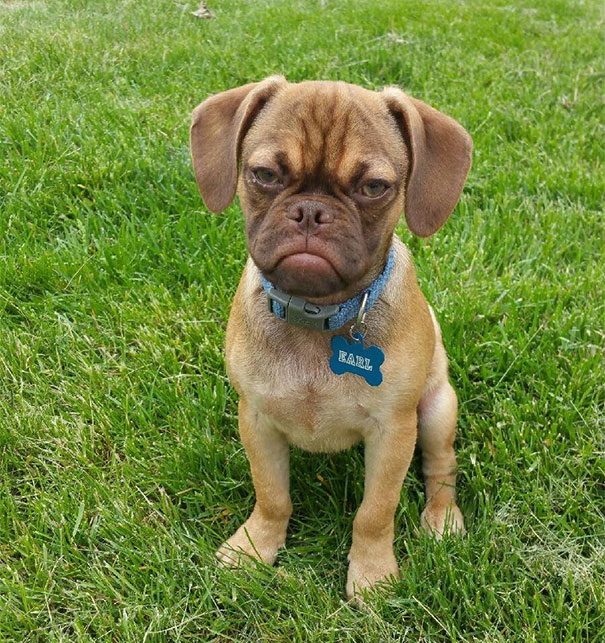 grumpy-dog-earl-puggle-meme-18 grumpy-dog-earl-puggle-meme-18