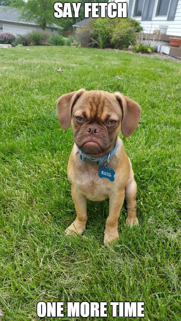 grumpy-dog-earl-puggle-meme-21