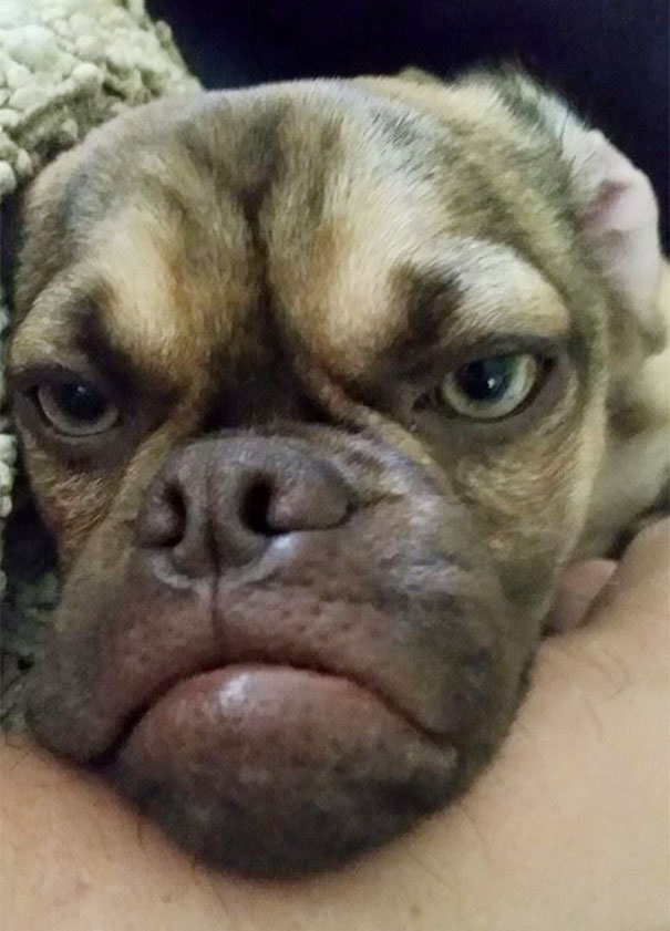 grumpy-dog-earl-puggle-meme-3 grumpy-dog-earl-puggle-meme-3