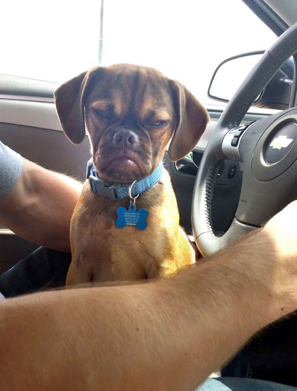 grumpy-dog-earl-puggle-meme-5 grumpy-dog-earl-puggle-meme-5