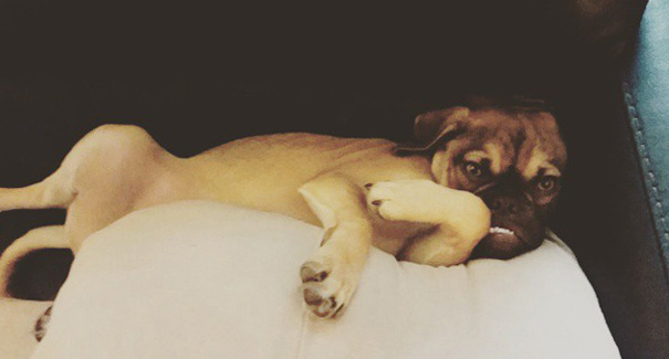 grumpy-dog-earl-puggle-meme-8 grumpy-dog-earl-puggle-meme-8