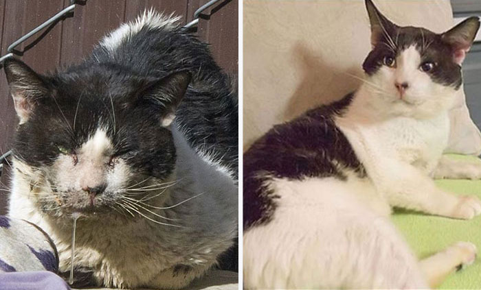 I Raised Money To Save A Stray Cat’s Life