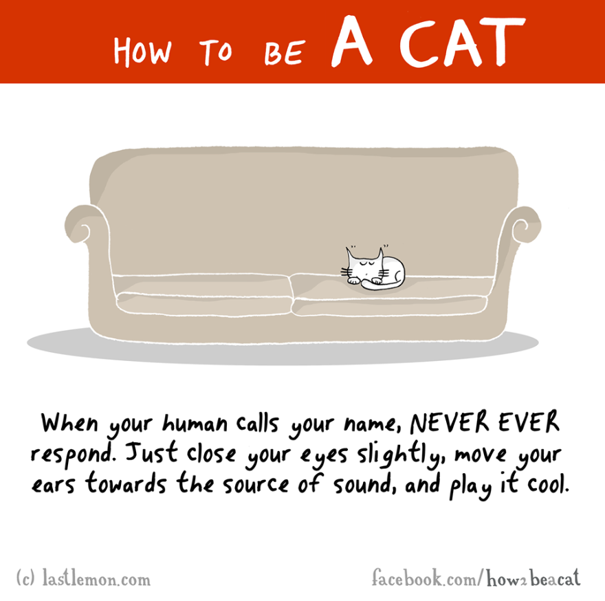 How To Be A Cat