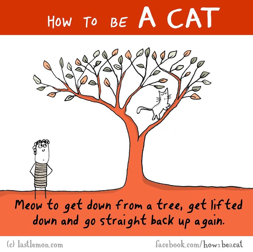 How To Be A Cat