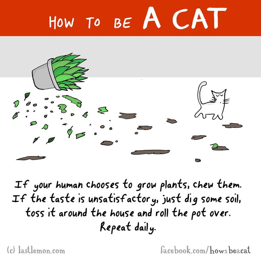 How To Be A Cat