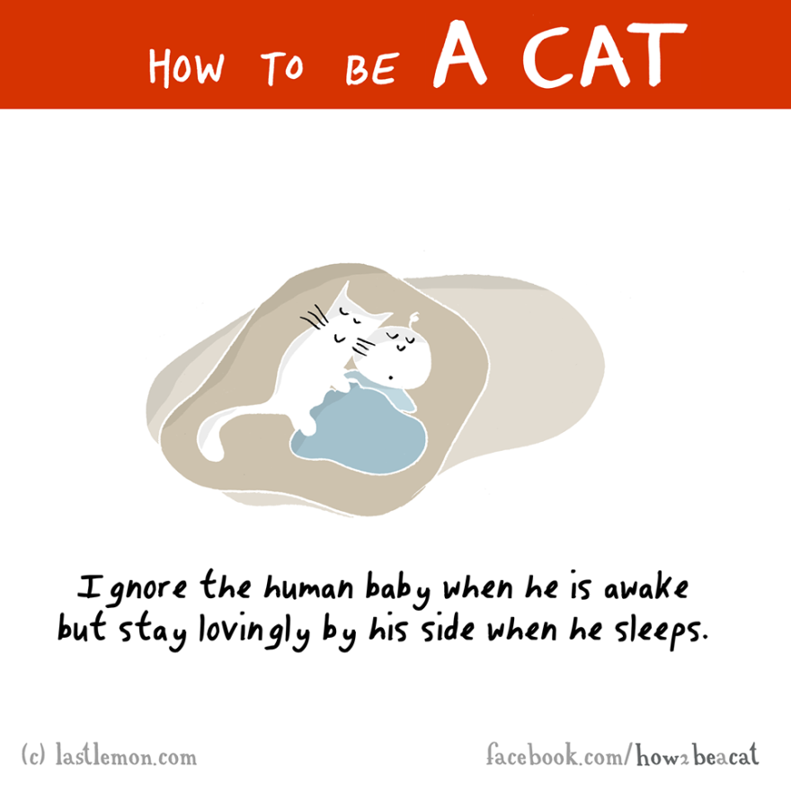 How To Be A Cat