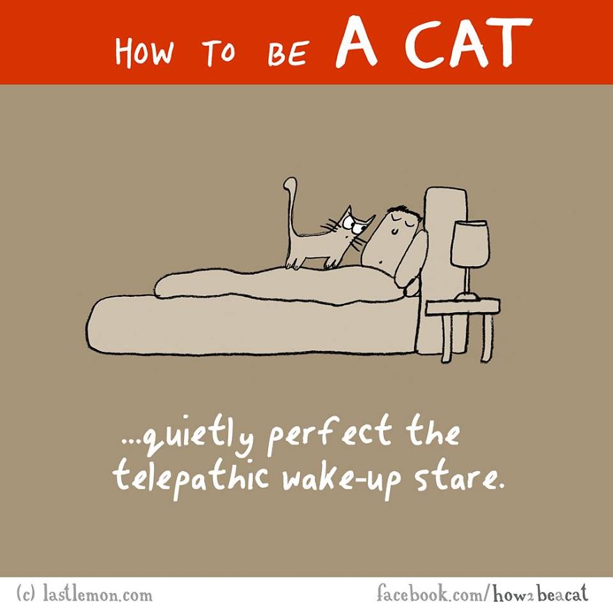 How To Be A Cat