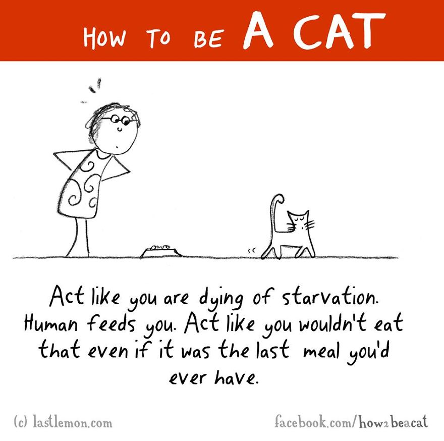 How To Be A Cat