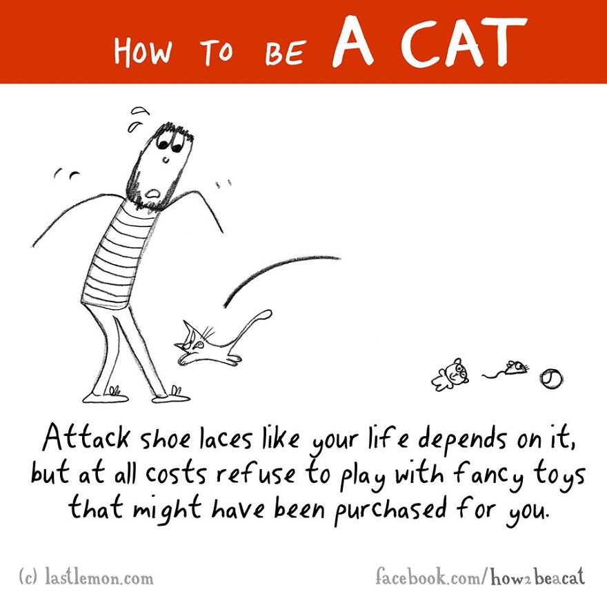 How To Be A Cat