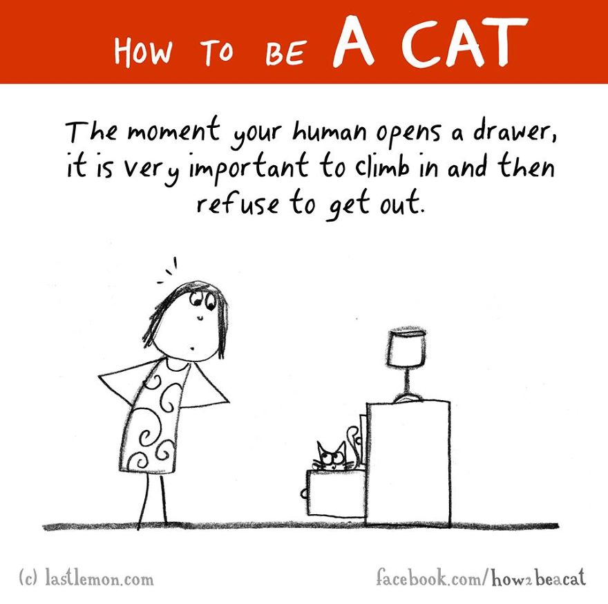 How To Be A Cat