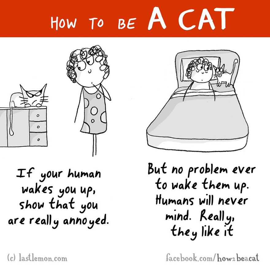 How To Be A Cat