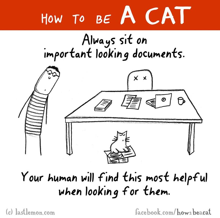 How To Be A Cat