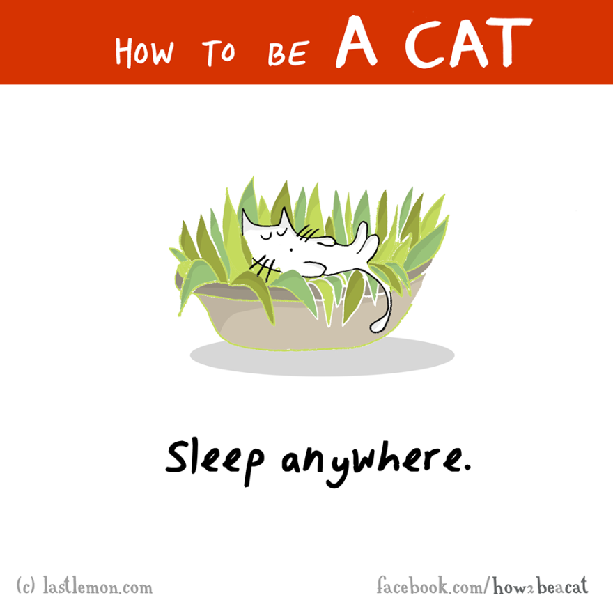 How To Be A Cat