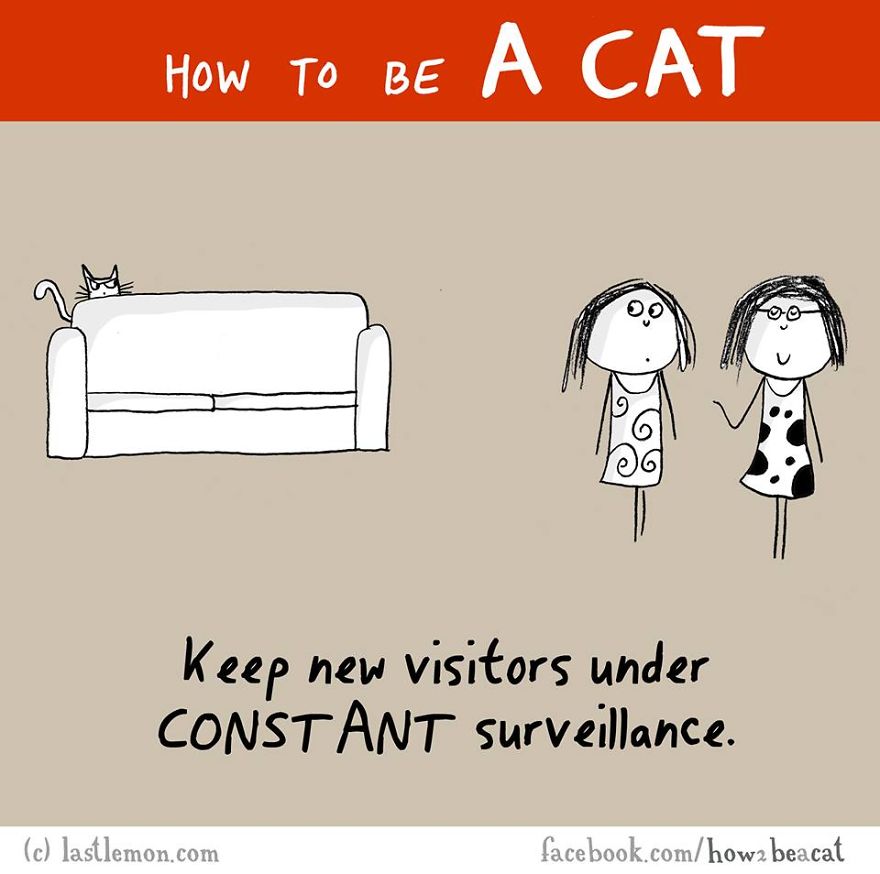 How To Be A Cat