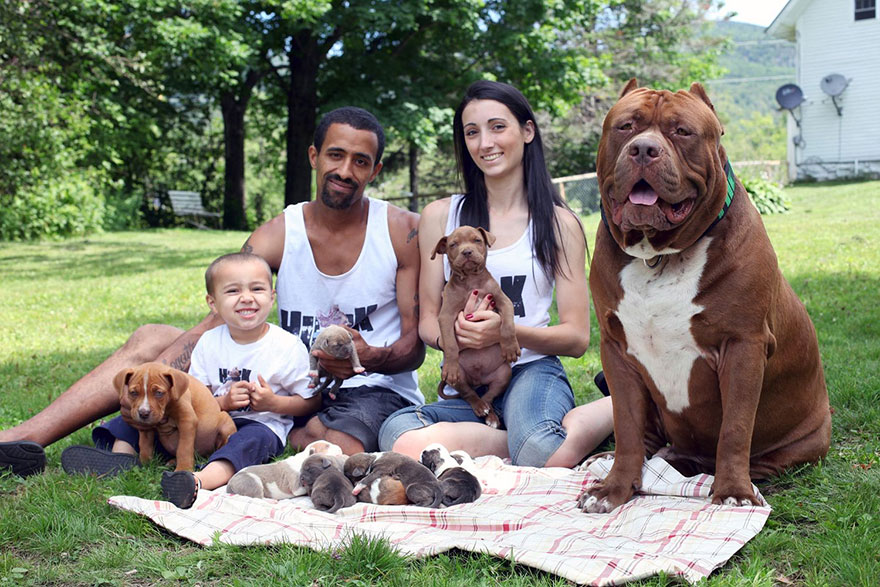 Marlon, Lisa, Jordan Grennan, and pitbull Hulk with its puppies are outside on the blanket