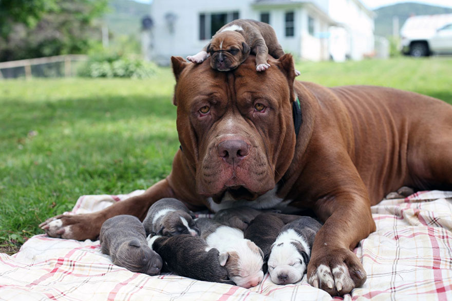 The world’s largest pitbull Hulk is lying down outside on the blanket with its puppies and one is on its head