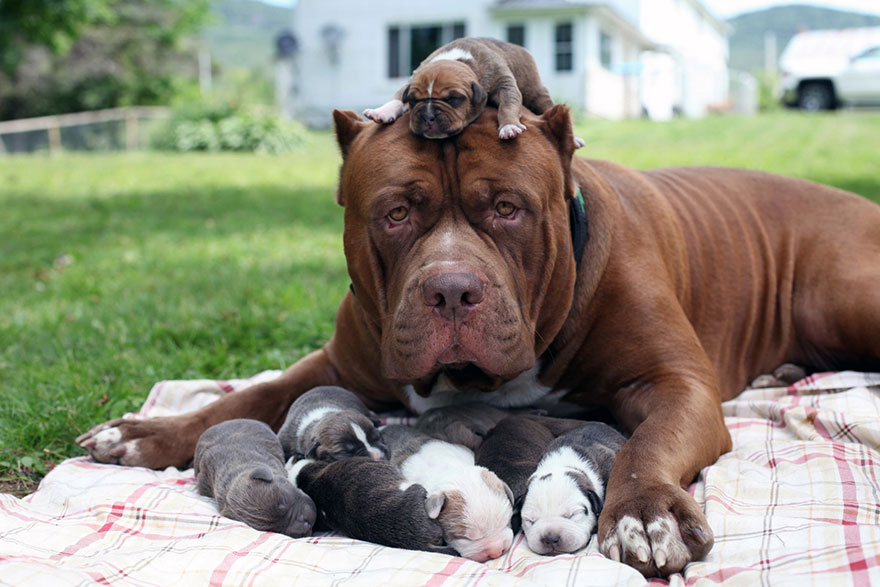 The world’s largest pitbull Hulk is lying down outside on the blanket with its puppies and one is on its head The world’s largest pitbull Hulk is lying down outside on the blanket with its puppies and one is on its head