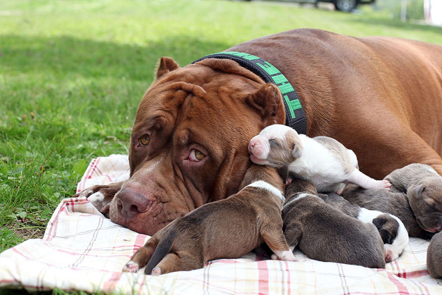 The world’s largest pitbull Hulk is lying down outside on a blanket with its puppies