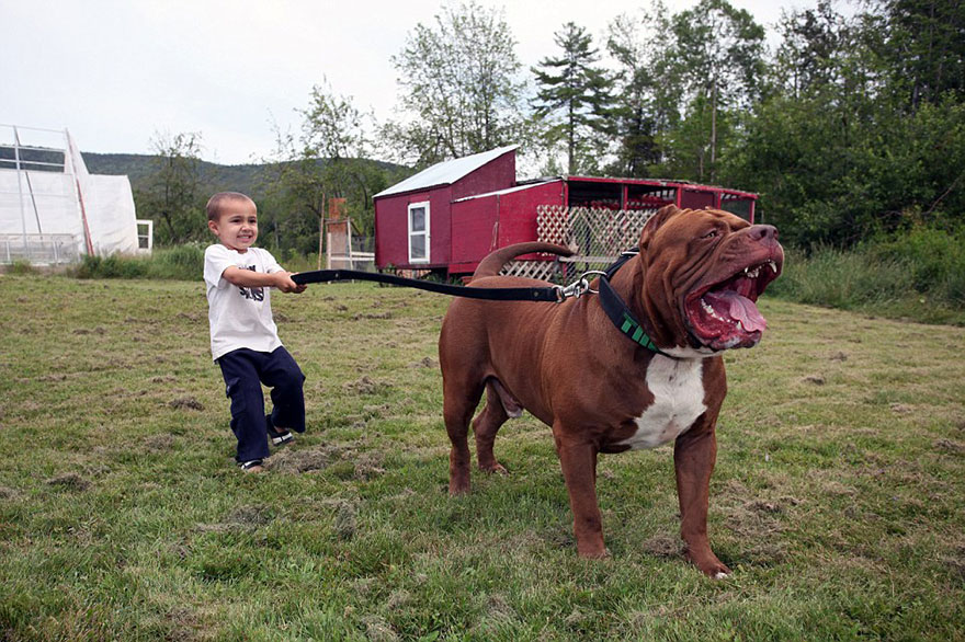 Jordan Grennan is outside and holding the largest pitbull Hulk by a leash