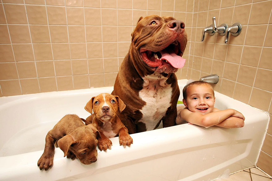 Jordan Grennan is in a bathtub with the world’s largest pitbull Hulk and its two puppies