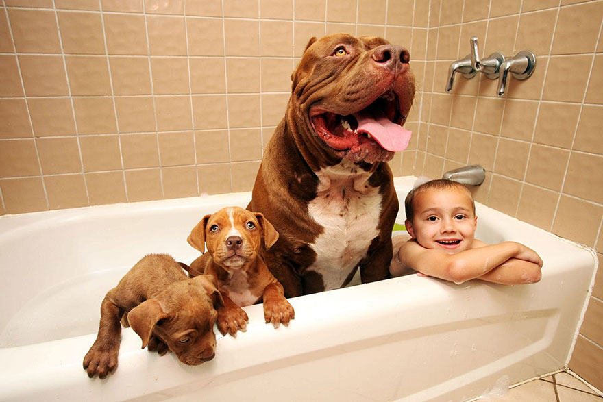 Jordan Grennan is in a bathtub with the world’s largest pitbull Hulk and its two puppies Jordan Grennan is in a bathtub with the world’s largest pitbull Hulk and its two puppies