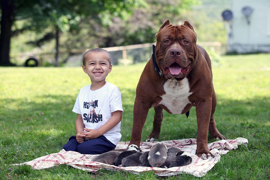 Jordan Grennan, pitbull Hulk, and its puppies are happy outside on the blanket Jordan Grennan, pitbull Hulk, and its puppies are happy outside on the blanket