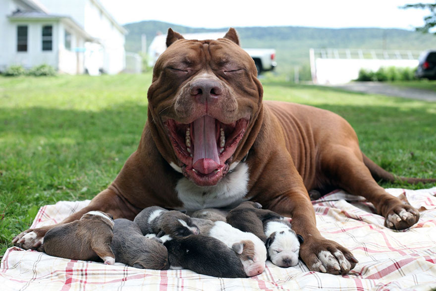 The world’s largest pitbull Hulk is lying down outside on the blanket with its puppies