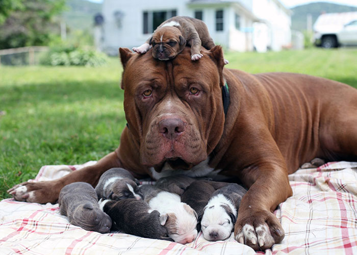 World’s Largest Pitbull “Hulk” Has 8 Puppies Worth Up To Half A Million Dollars