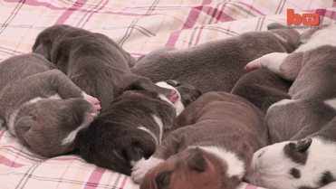 The world's largest pitbull Hulk’s puppies lying down on the blanket The world's largest pitbull Hulk’s puppies lying down on the blanket
