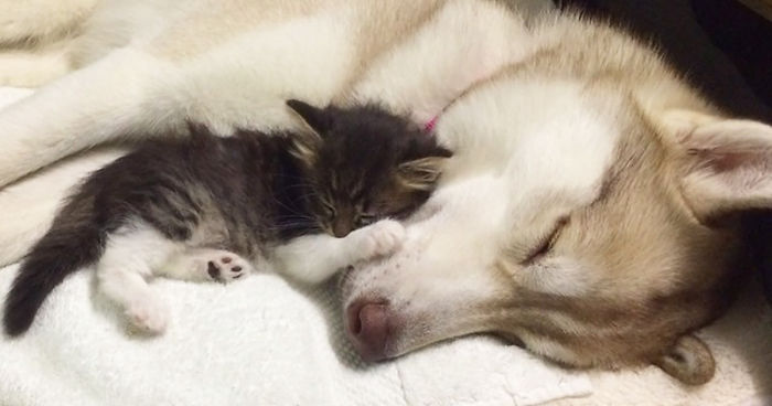 They Thought This Kitten Was Going To Die, But Then She Met A Husky Named Lilo