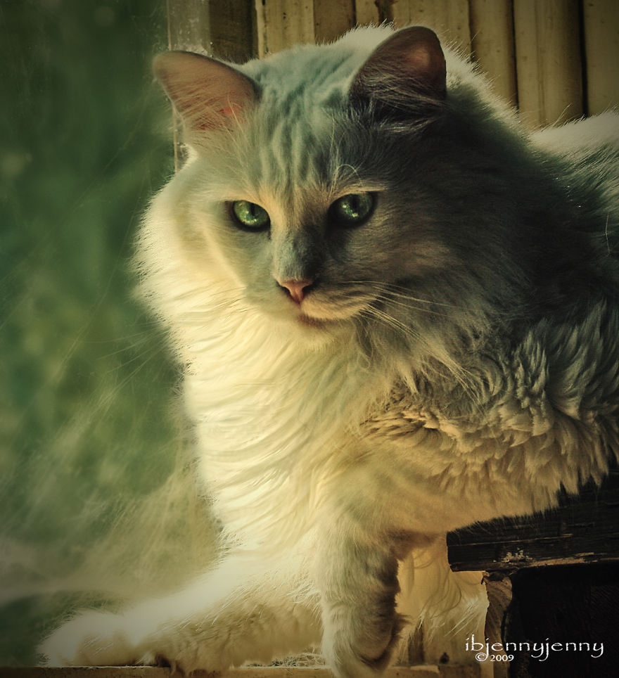 After Losing My Son At Birth This Deaf Kitten Saved Me After Losing My Son At Birth This Deaf Kitten Saved Me