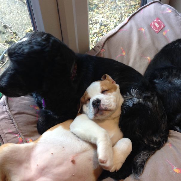 A Spaniel Pillow...how Comfy!