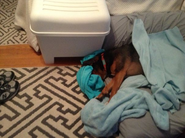 Sebastian Has A Case Of The Mondays