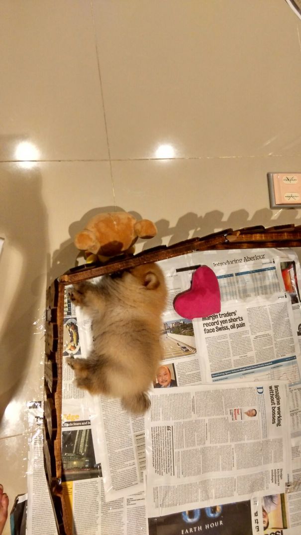 Just Chillin With My Rilakkuma